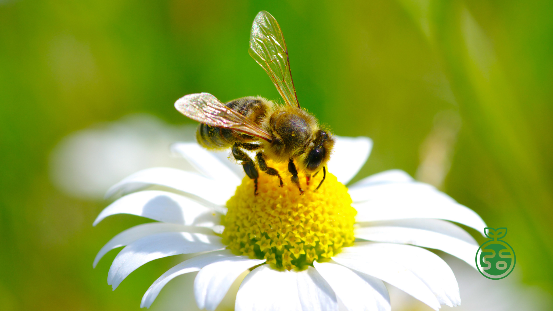 Bees: The Tiny Guardians Holding Our World Together