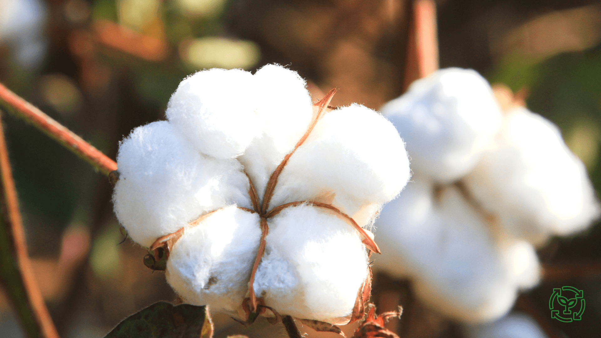The Benefits of Organic Materials Over Synthetic Materials: Why Pitod is Moving Away from Polyester - pitod.com