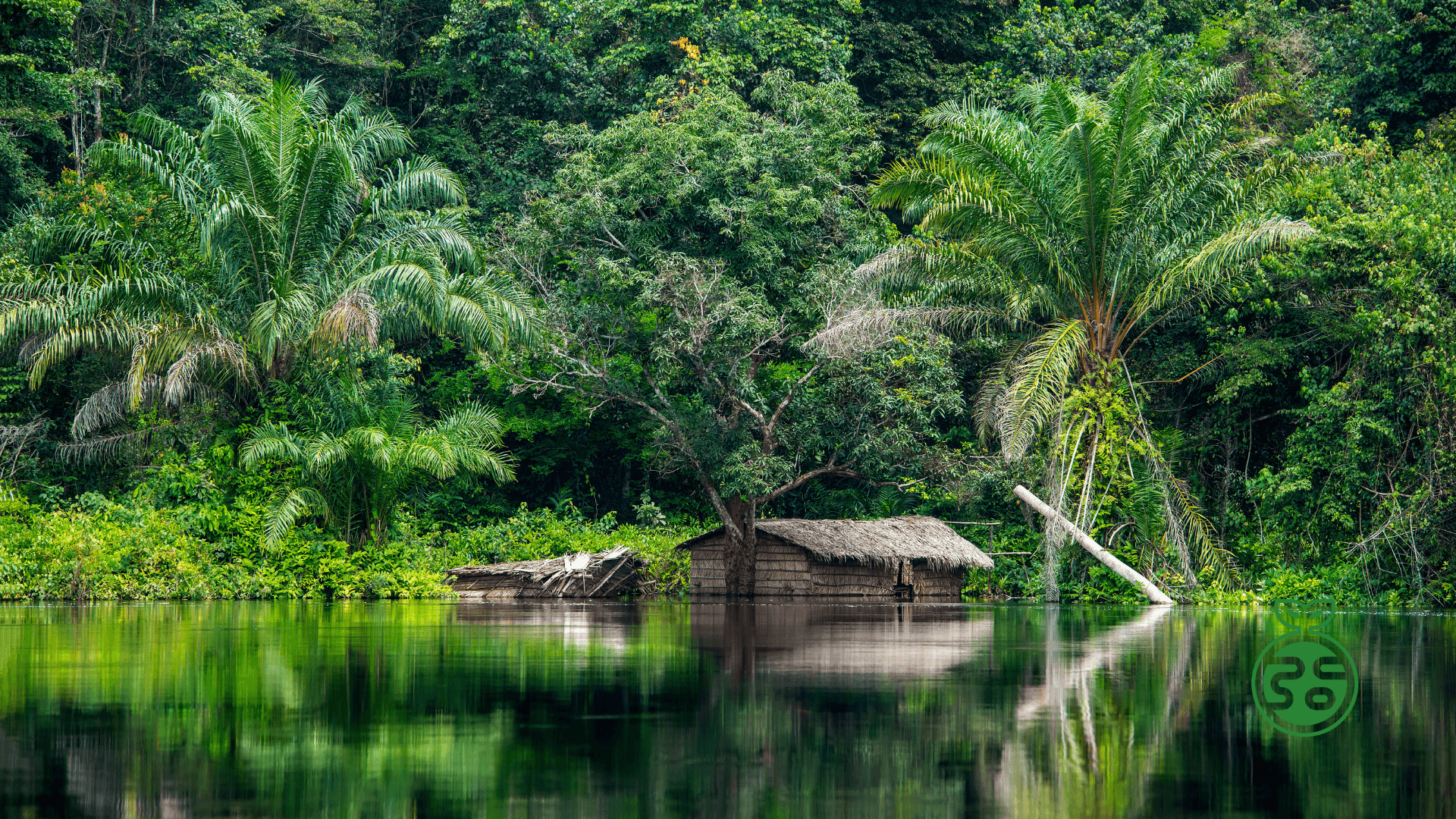 Beyond Tree Planting: Pitod & Rainforest Foundation UK’s Mission to Nurture the Planet’s Most Vital Ecosystems